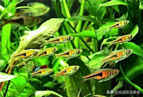 比較好養的魚